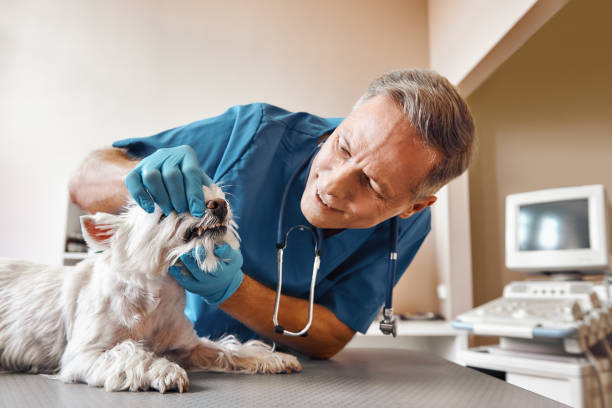 Best Emergency Tooth Extraction in Wilson, WY